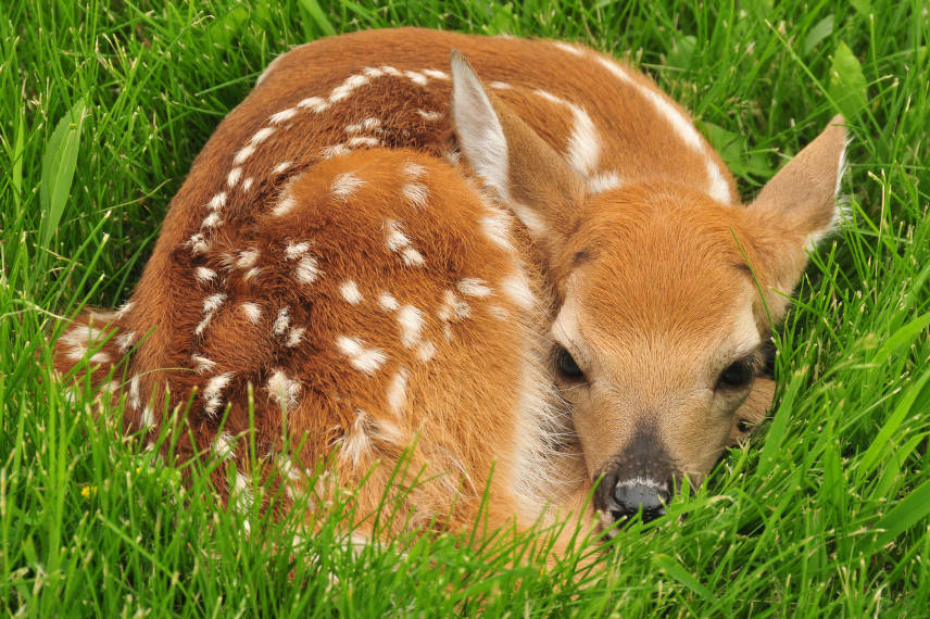 fawn