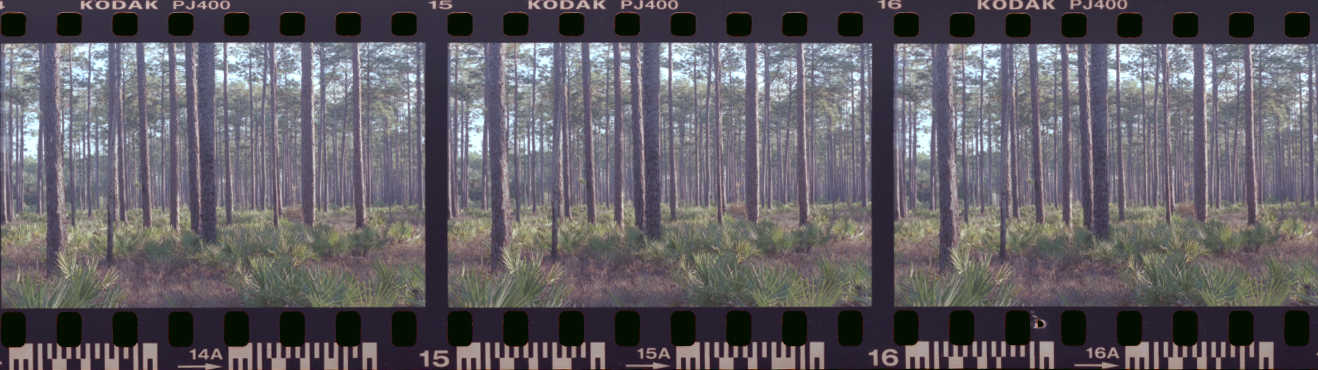 longleaf pine