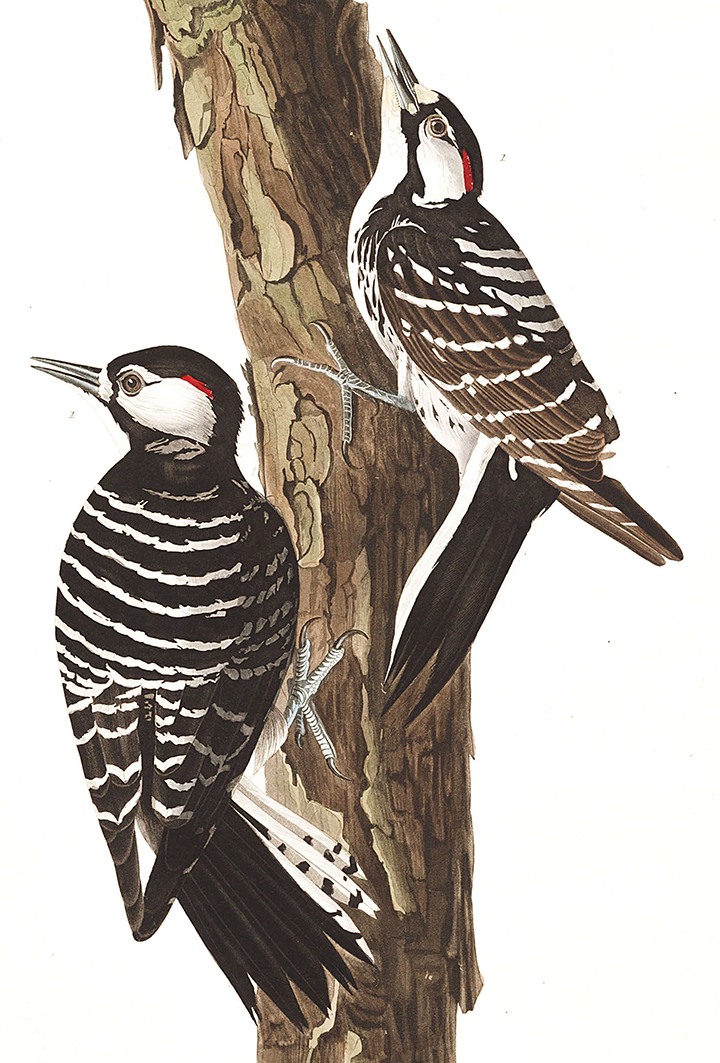 red-cockaded woodpecker